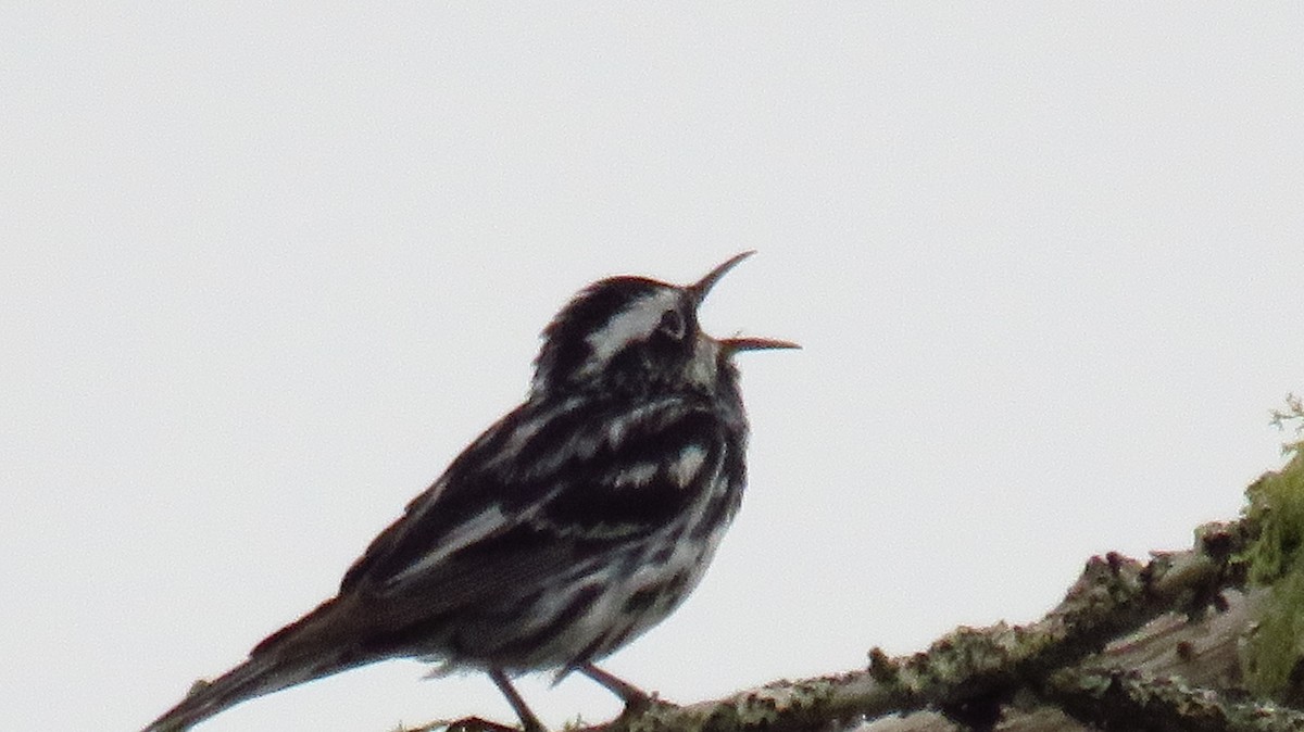 Black-and-white Warbler - ML621049348
