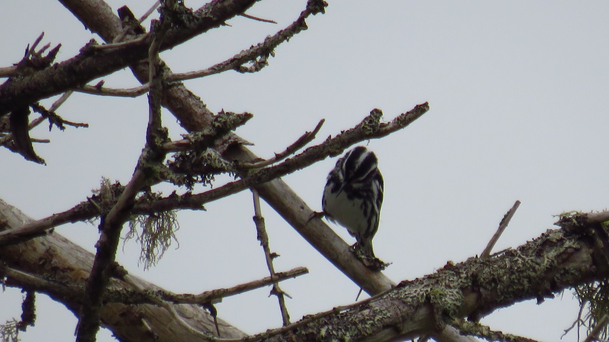 Black-and-white Warbler - ML621049349
