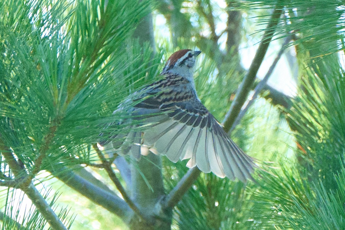 Chipping Sparrow - ML621049351