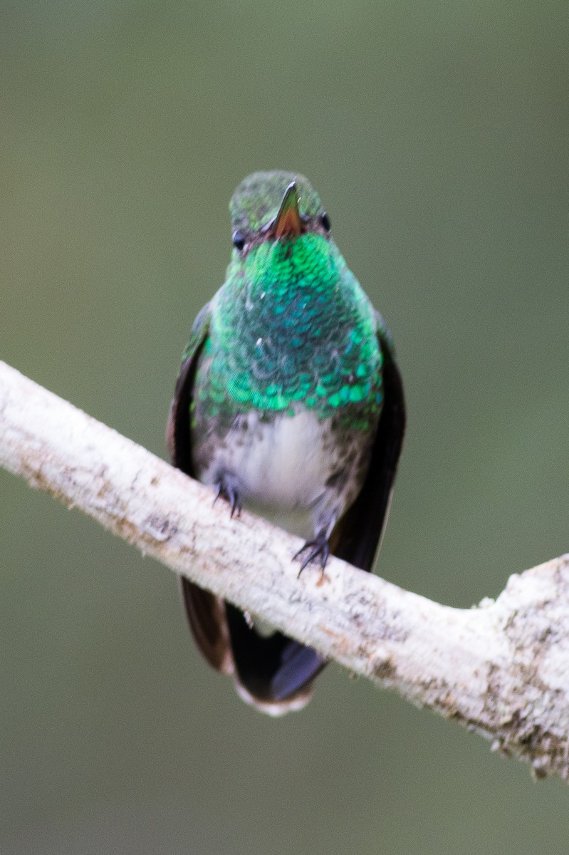 kolibřík zrcadlový - ML621049380