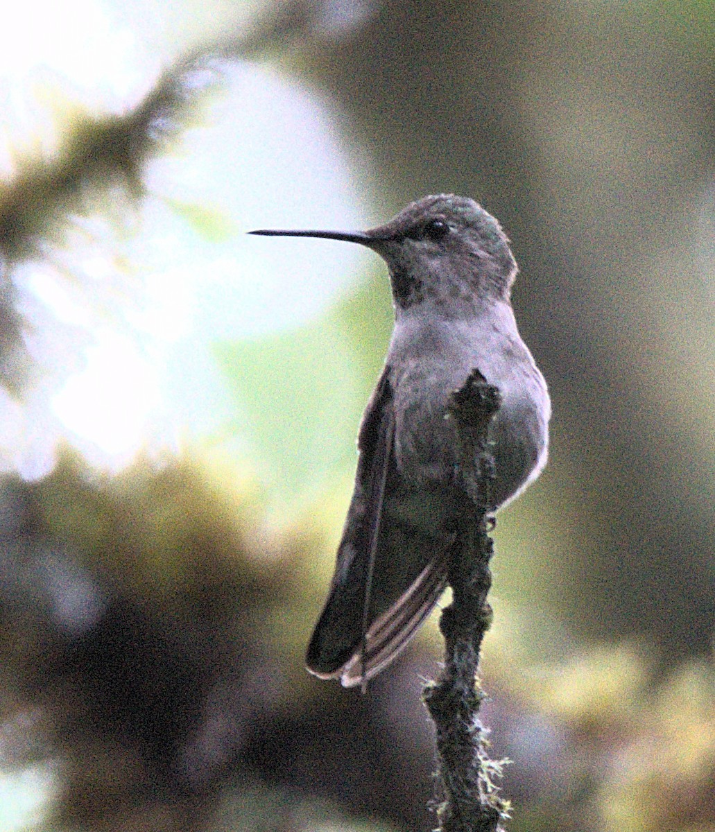 Anna's Hummingbird - ML621049389