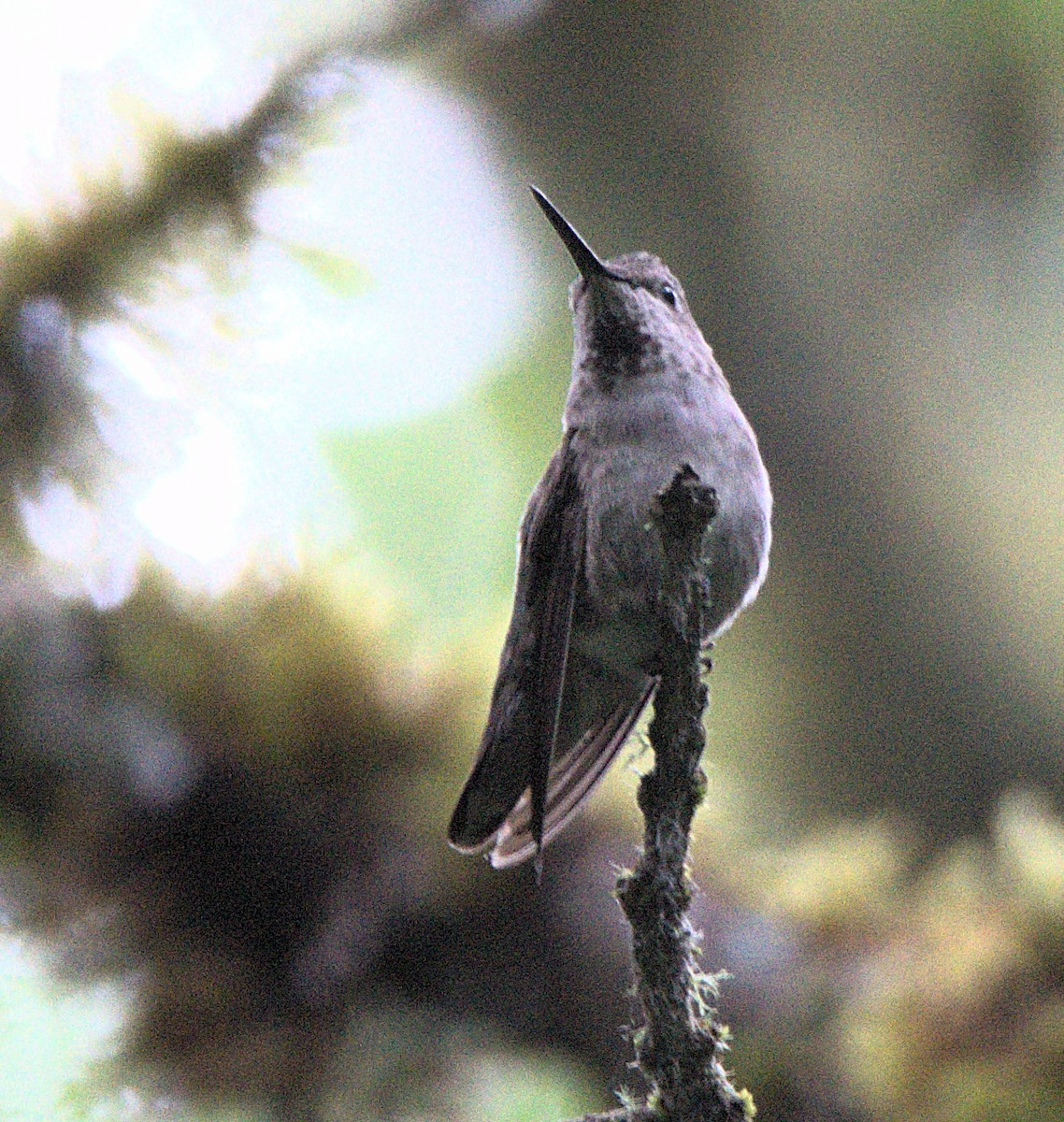 Anna's Hummingbird - ML621049392