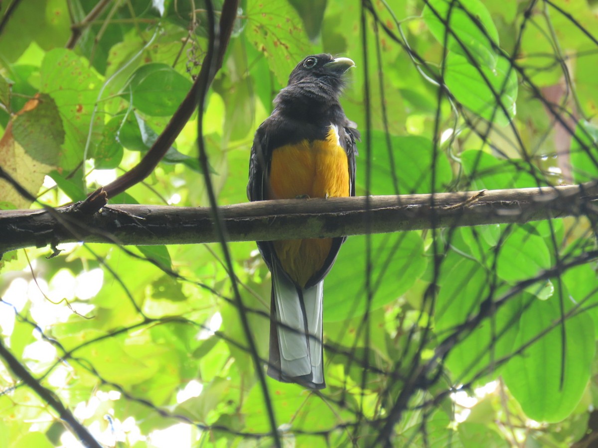 White-tailed Trogon - ML621049402