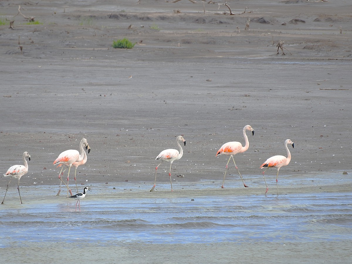 Chilean Flamingo - ML621049412