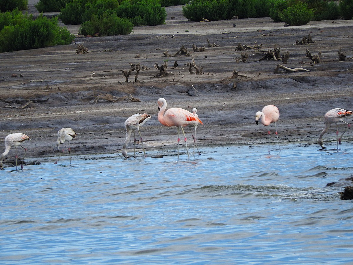 Chilean Flamingo - ML621049415