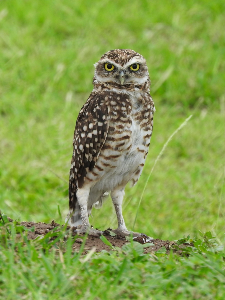 Burrowing Owl - ML621049465