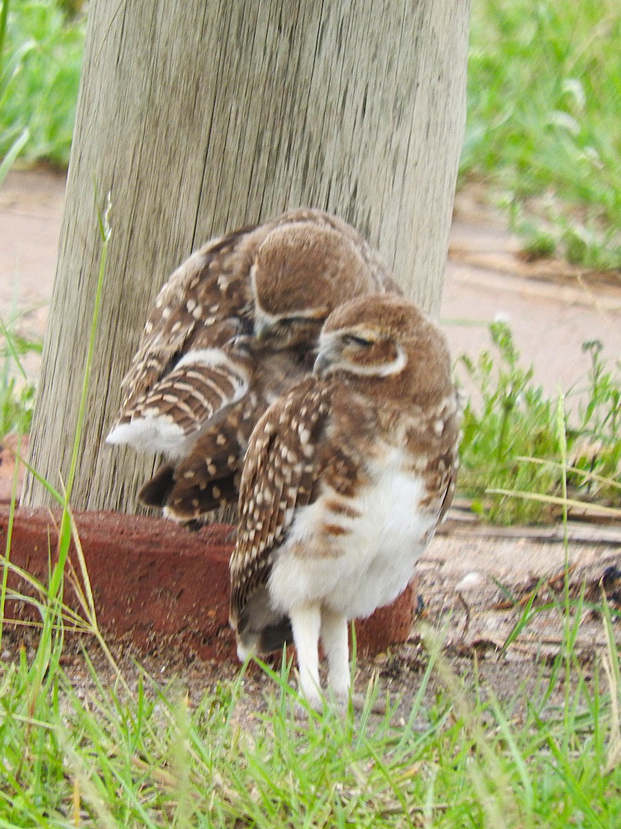 Burrowing Owl - ML621049466