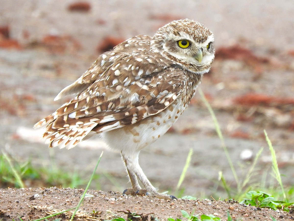 Burrowing Owl - ML621049467