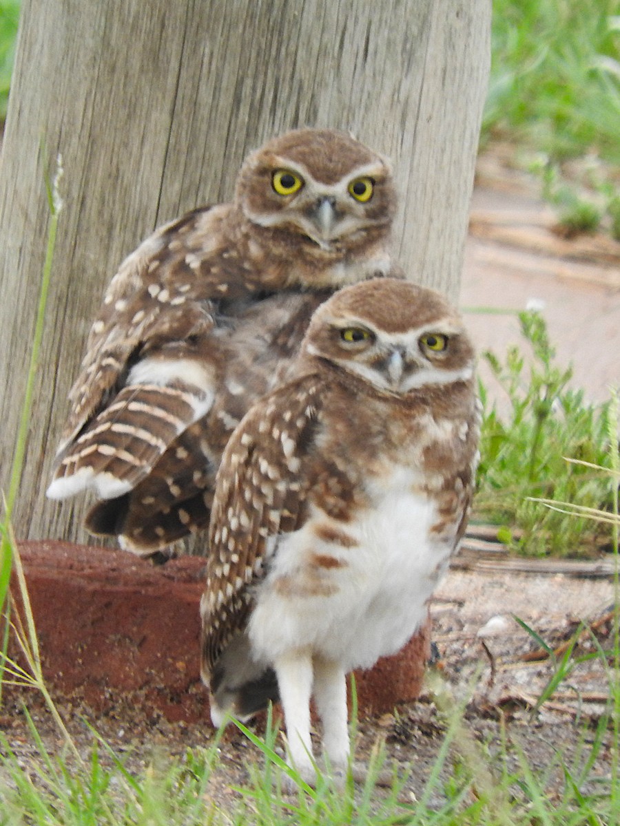 Burrowing Owl - ML621049468
