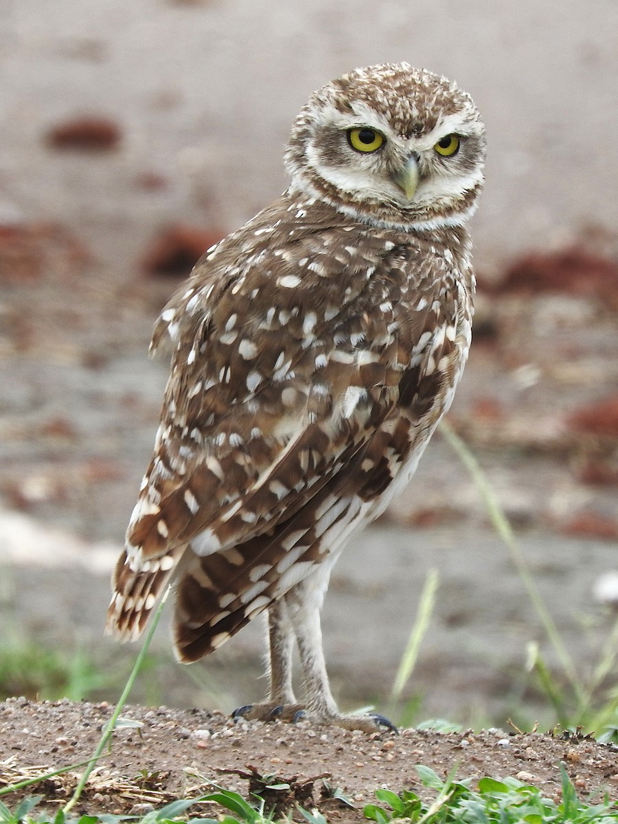 Burrowing Owl - ML621049469