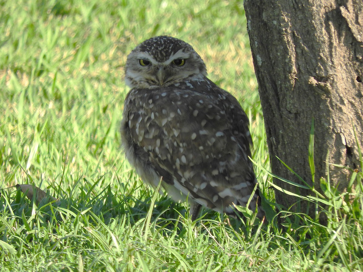 Burrowing Owl - ML621049470