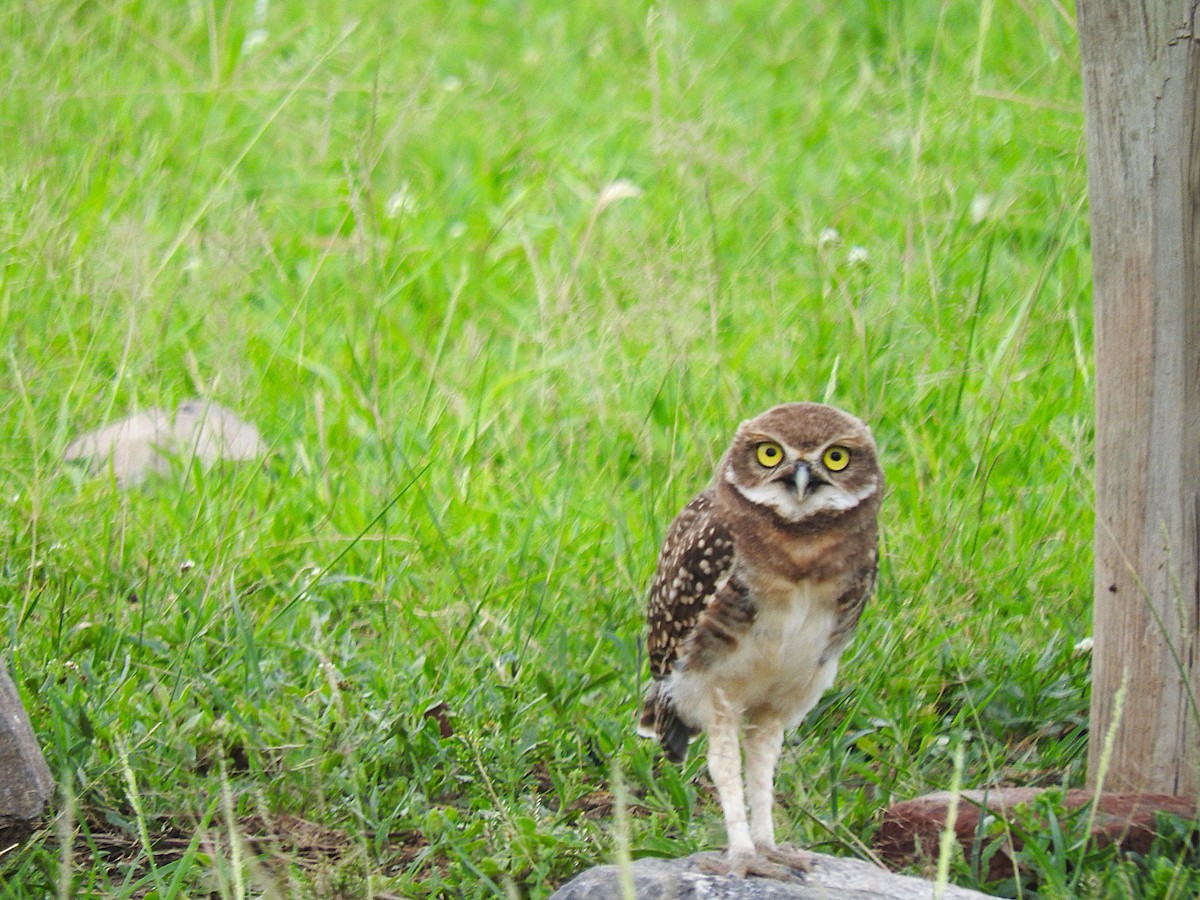 Burrowing Owl - ML621049472