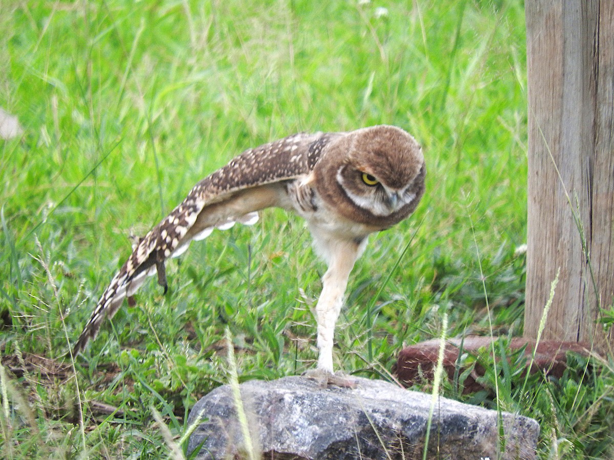 Burrowing Owl - ML621049473