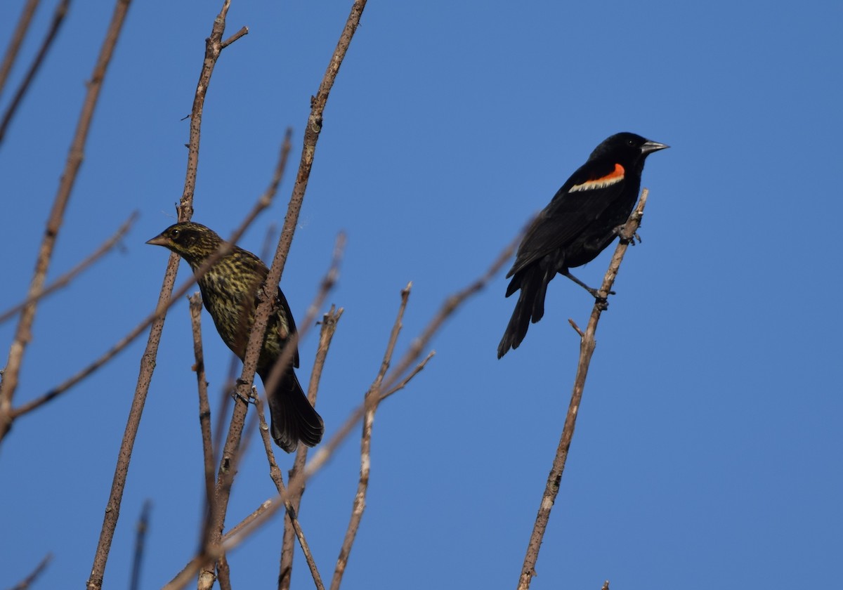 Red-winged Blackbird - ML621049478