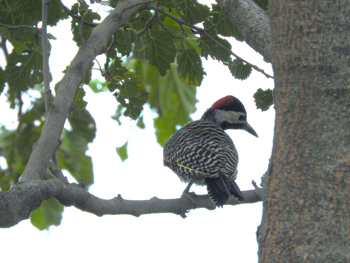 Green-barred Woodpecker - ML621049480