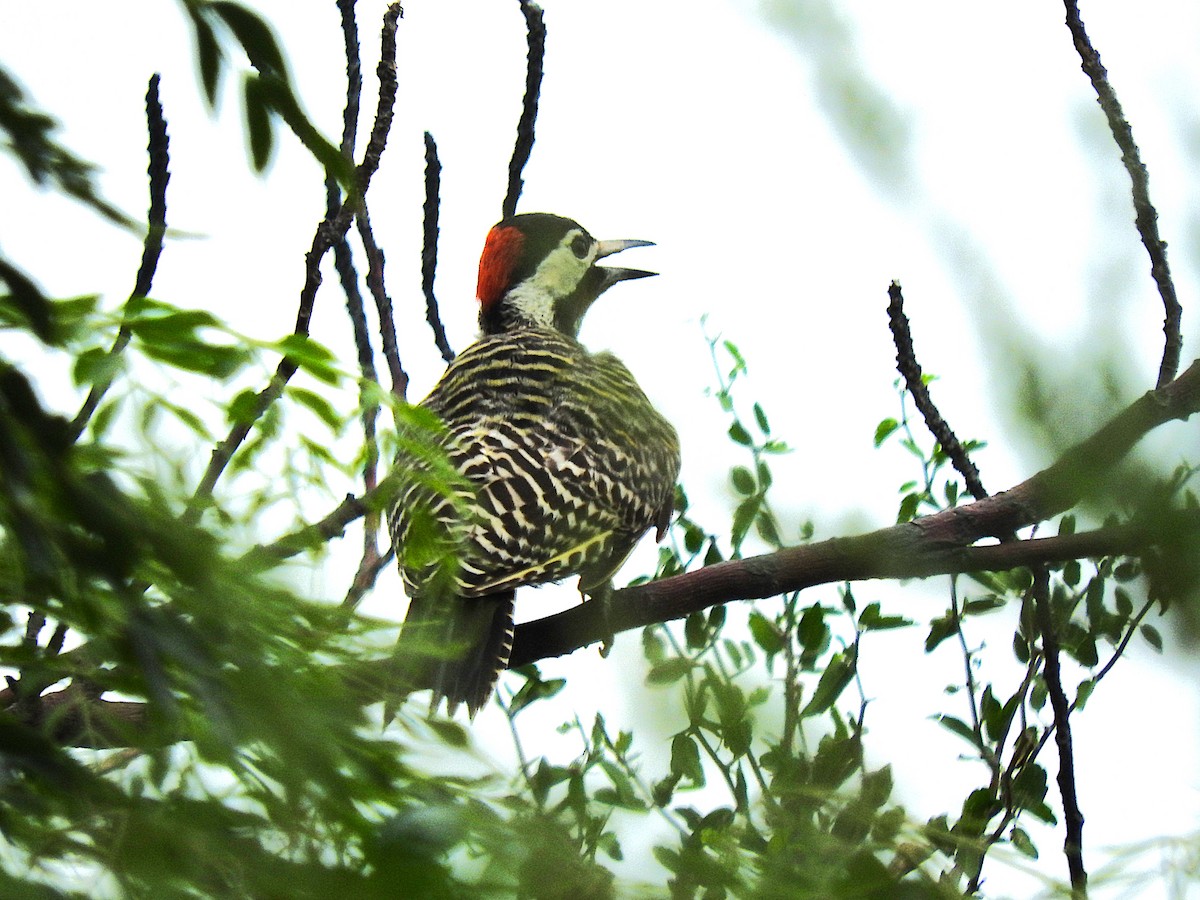 Green-barred Woodpecker - ML621049481