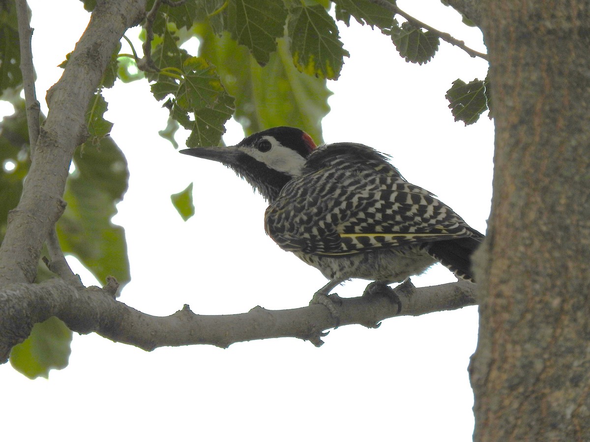 Green-barred Woodpecker - ML621049482