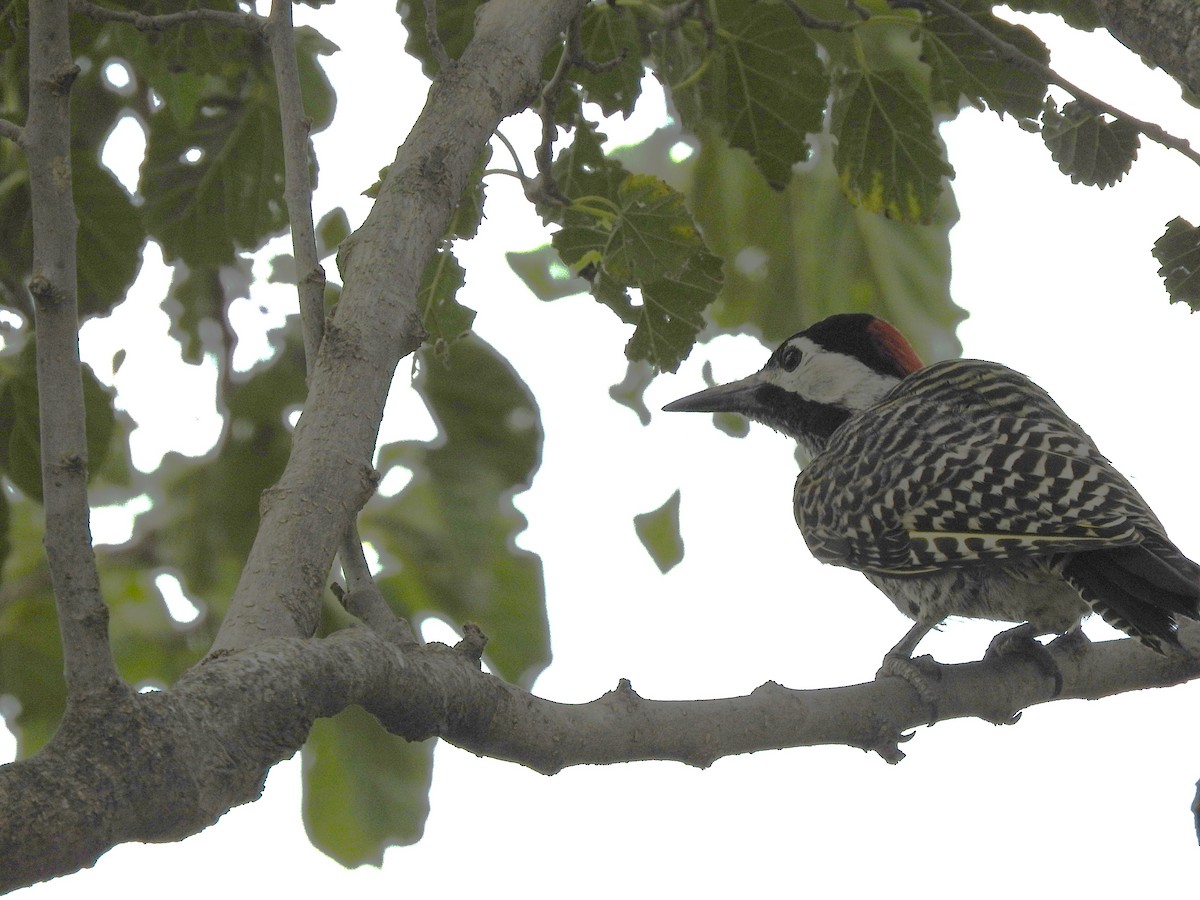 Green-barred Woodpecker - ML621049483