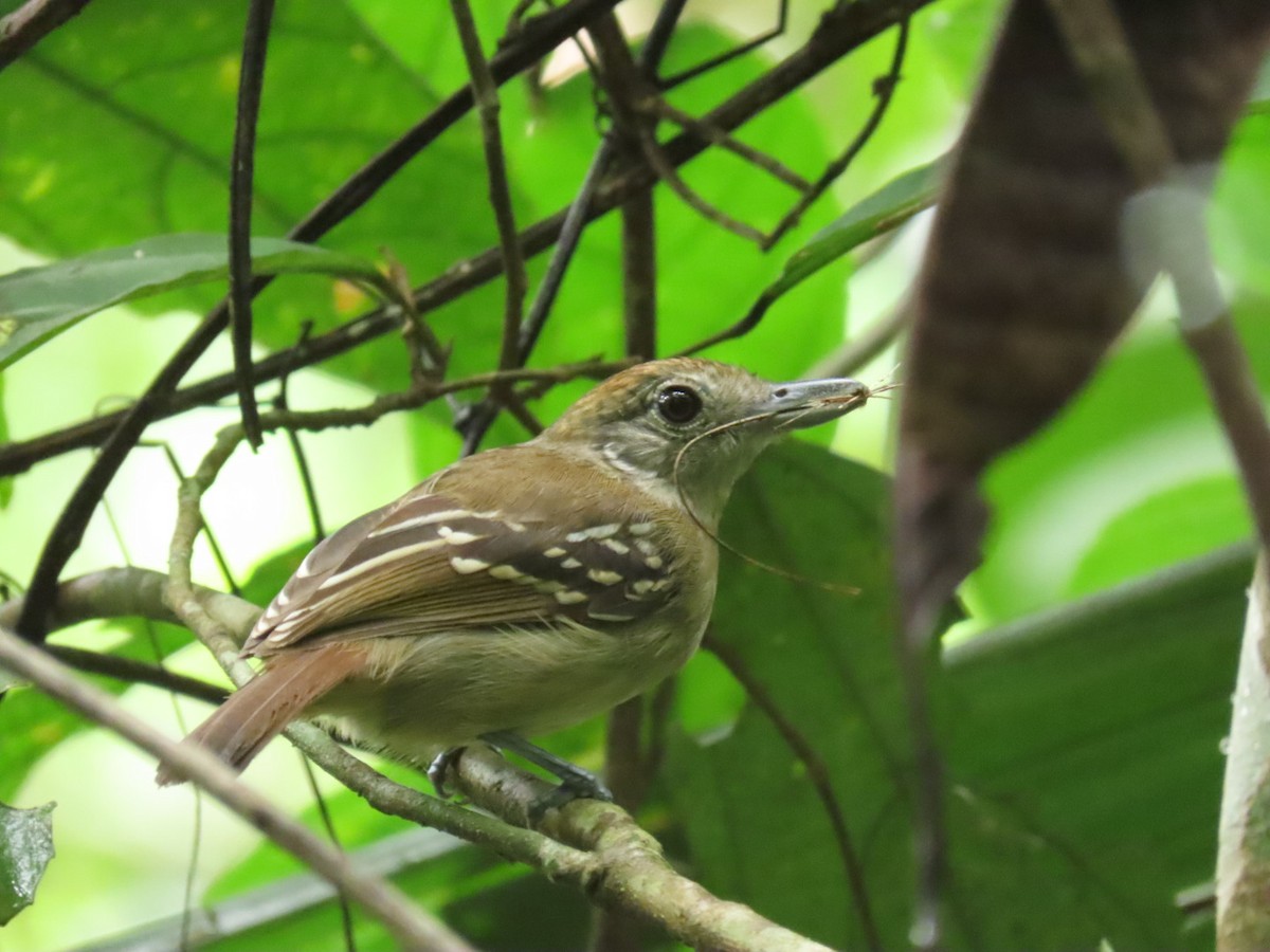 Black-crowned Antshrike - ML621049523