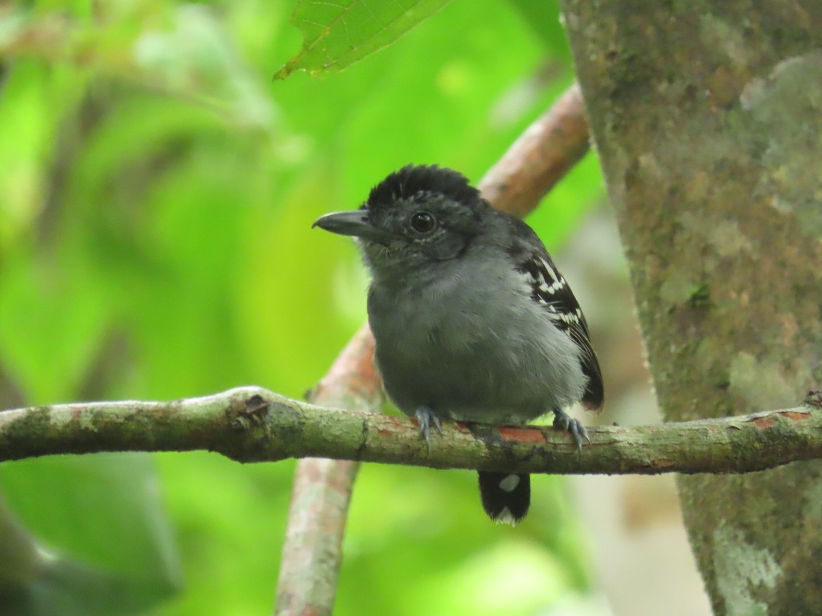 Black-crowned Antshrike - ML621049524