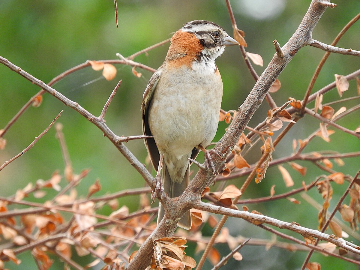 Rufous-collared Sparrow - ML621049526