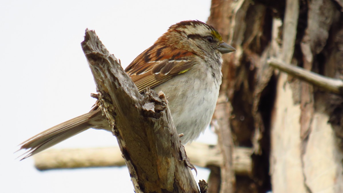 White-throated Sparrow - ML621049538
