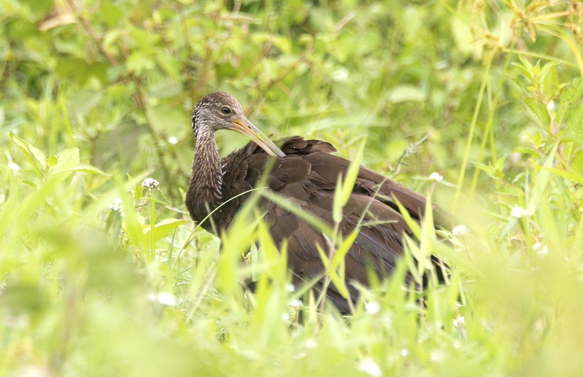 Limpkin (Brown-backed) - ML621049555