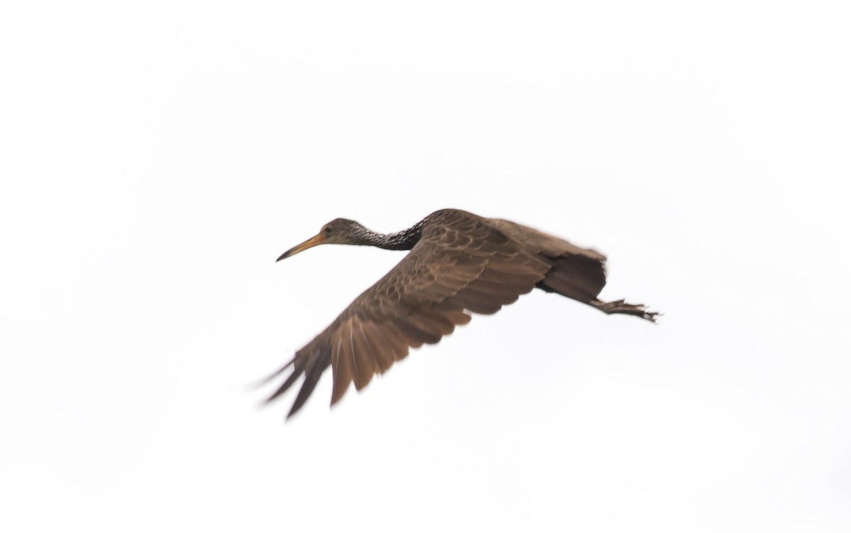 Limpkin (Brown-backed) - ML621049556