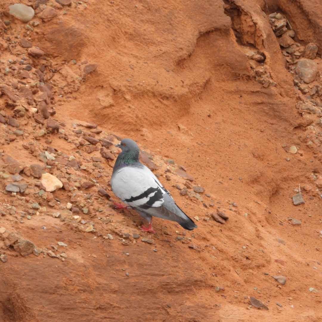 Rock Pigeon (Feral Pigeon) - ML621049558