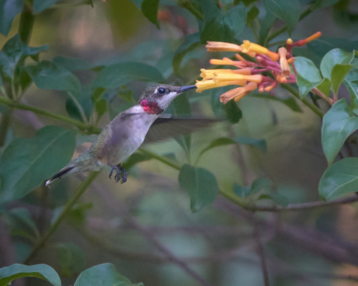Ruby-throated Hummingbird - ML621049565