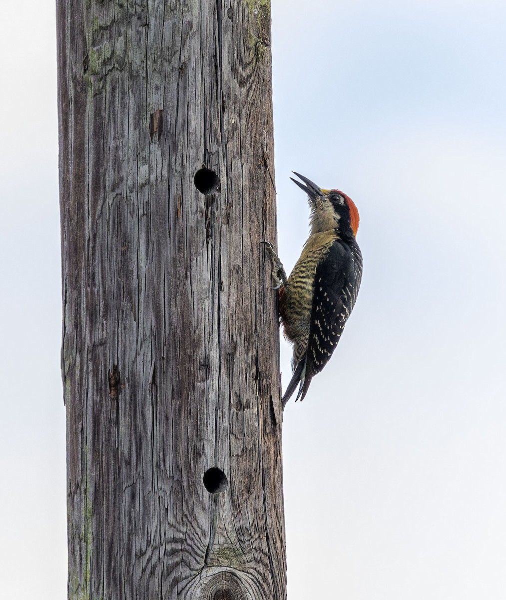 Black-cheeked Woodpecker - ML621049575