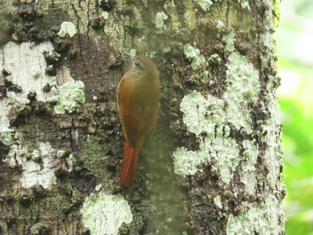 Wedge-billed Woodcreeper - ML621049582