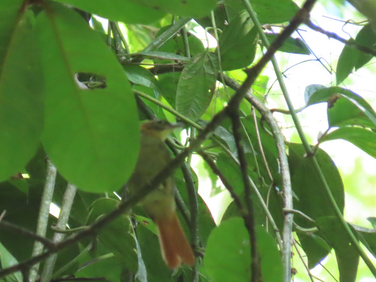 Slaty-winged Foliage-gleaner - ML621049619