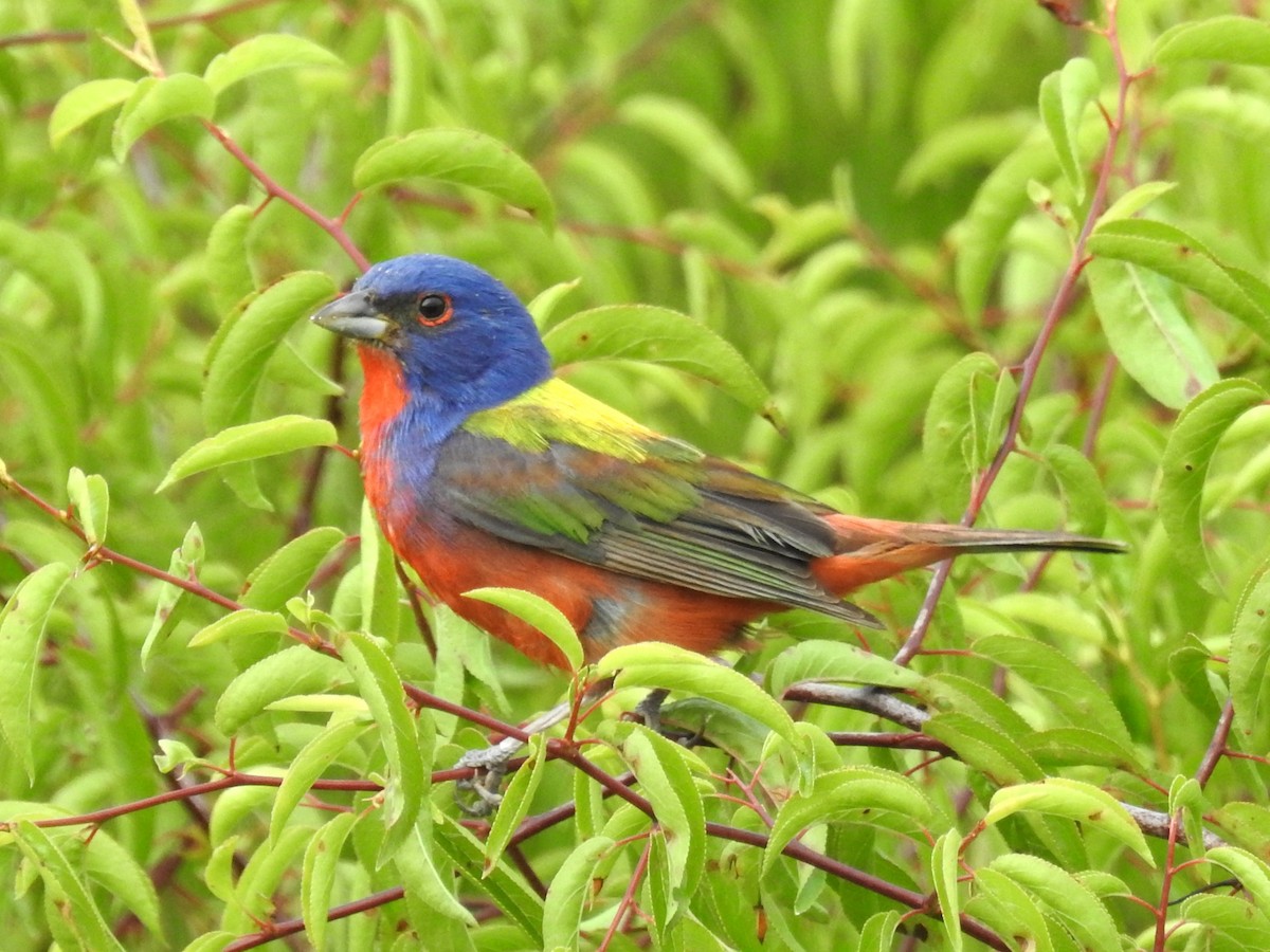 Painted Bunting - ML621049649