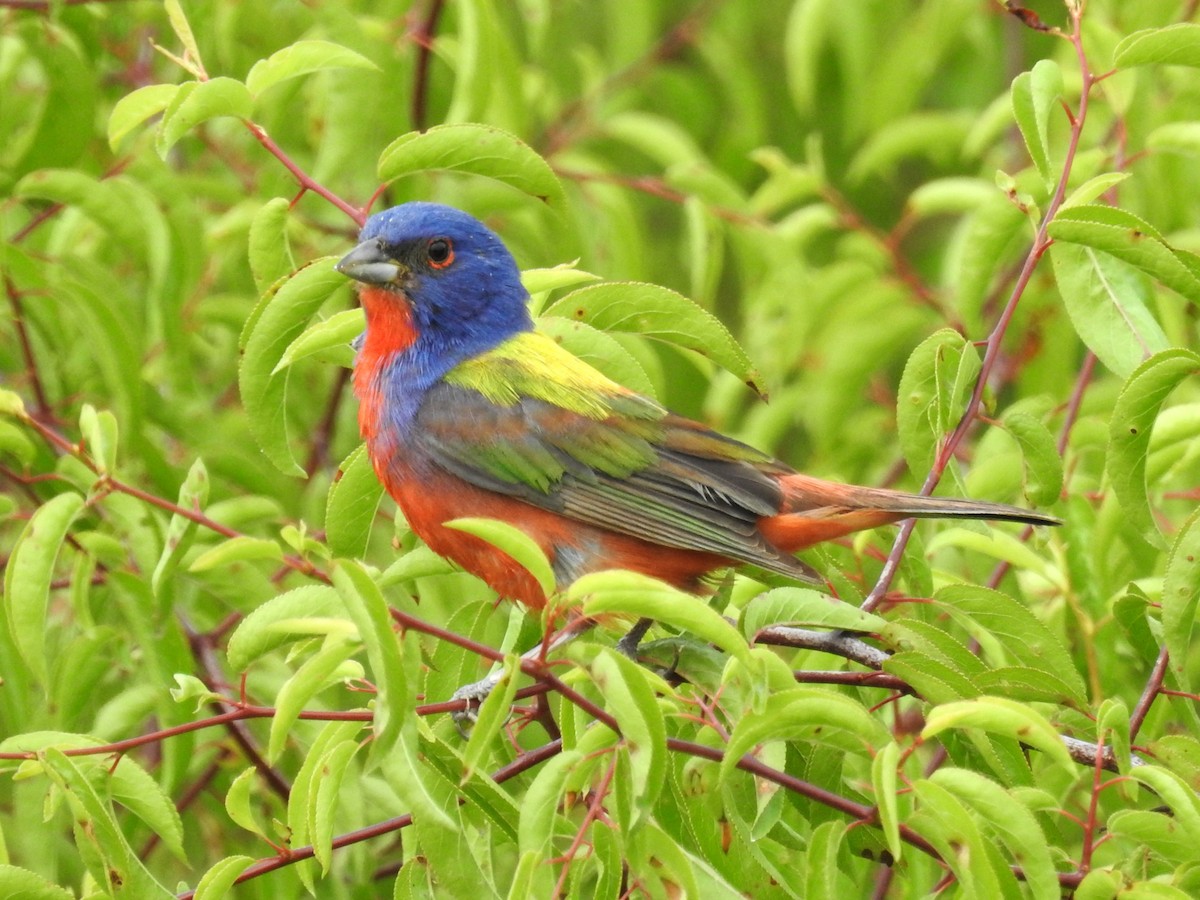Painted Bunting - ML621049650