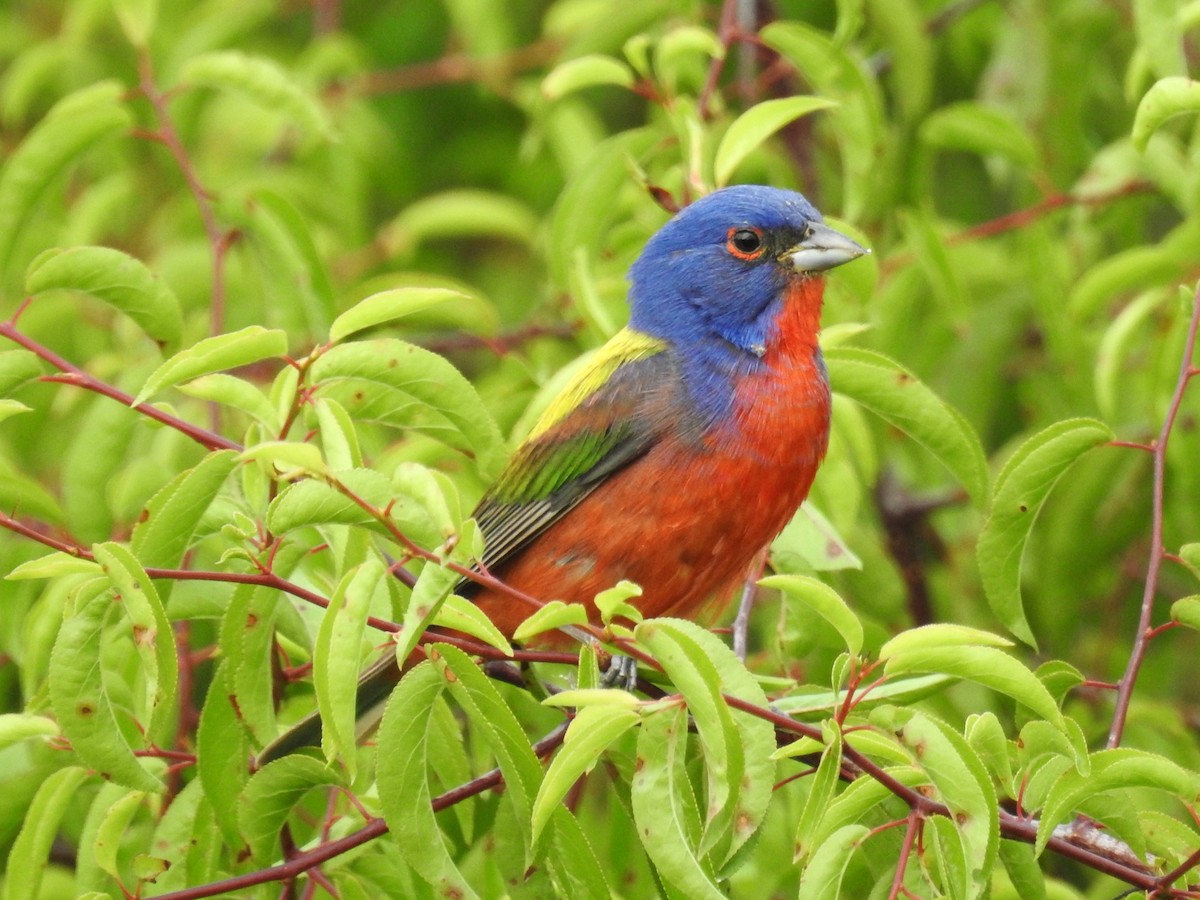 Painted Bunting - ML621049651