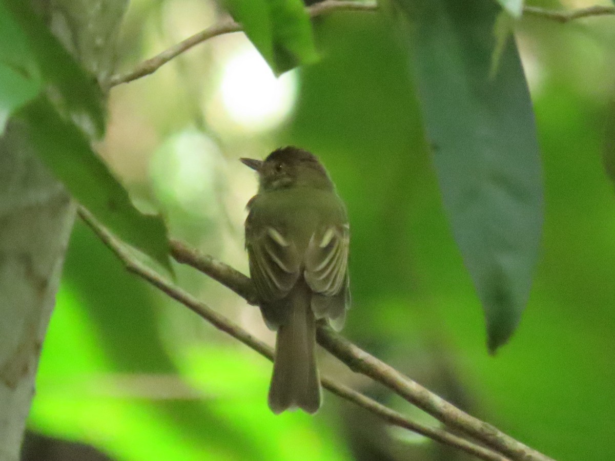 Sepia-capped Flycatcher - ML621049672