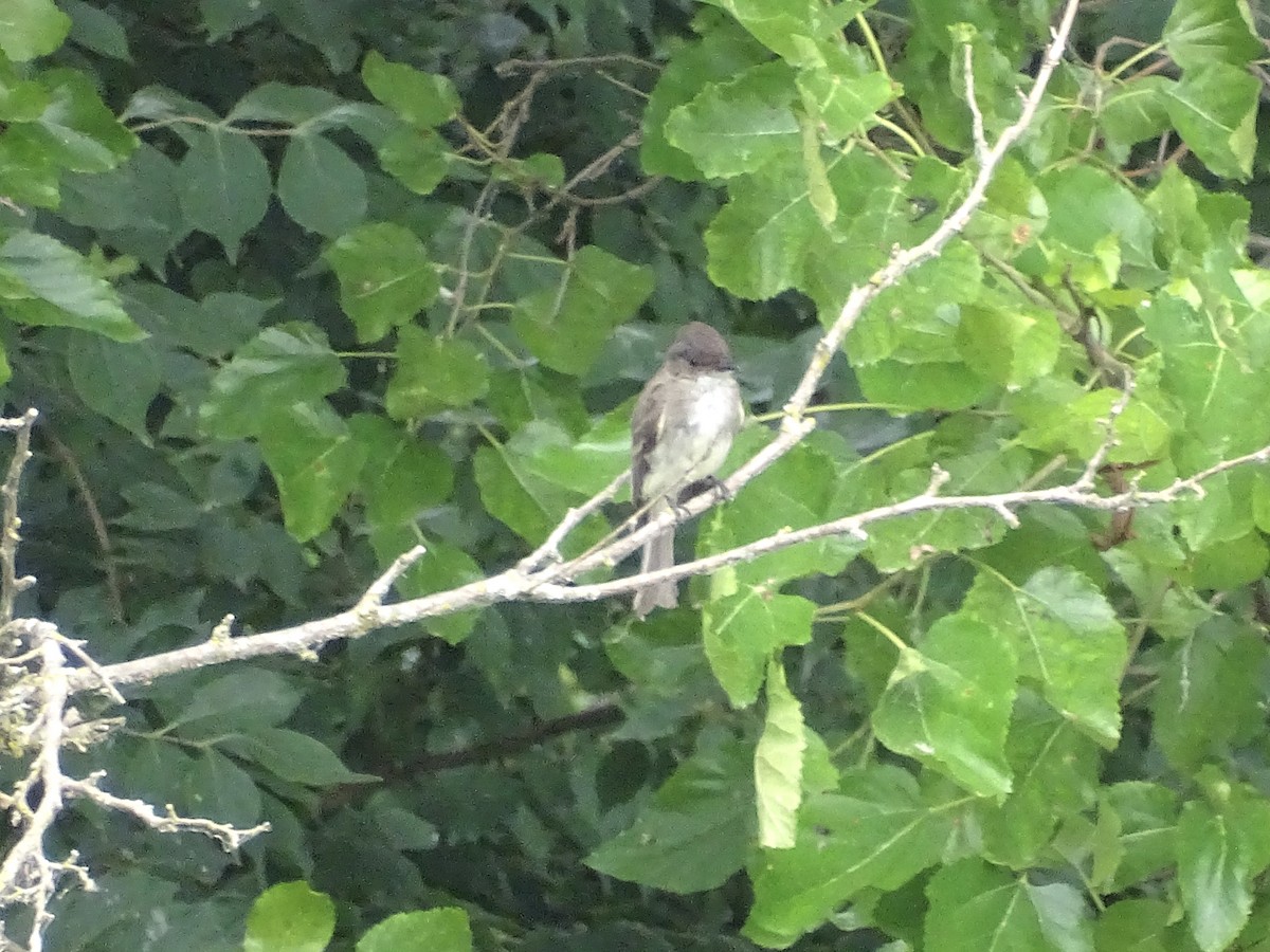 Eastern Phoebe - ML621049677