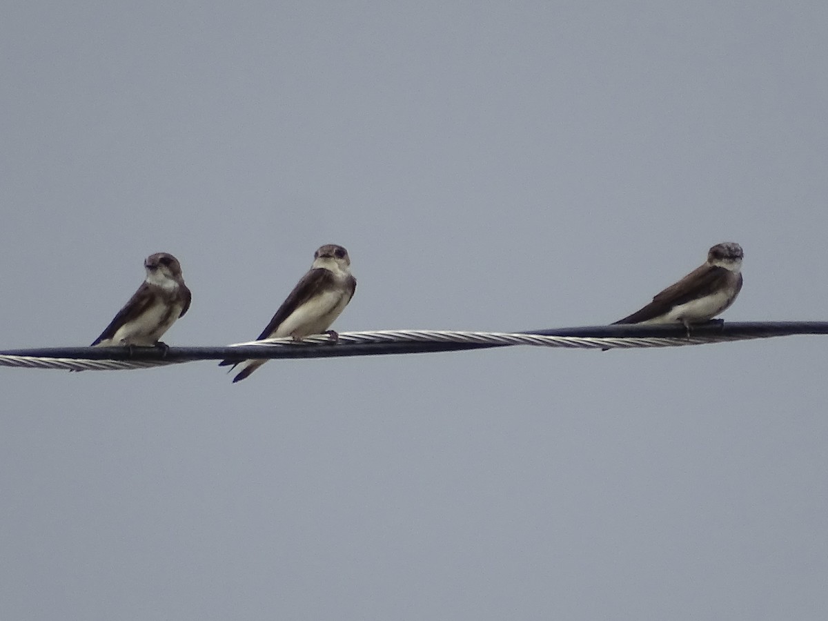 Bank Swallow - Jeffrey Roth