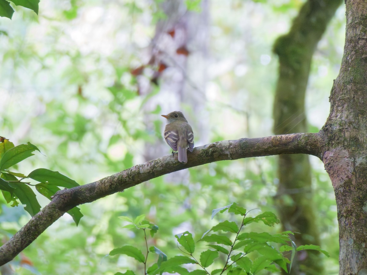 Acadian Flycatcher - ML621049745