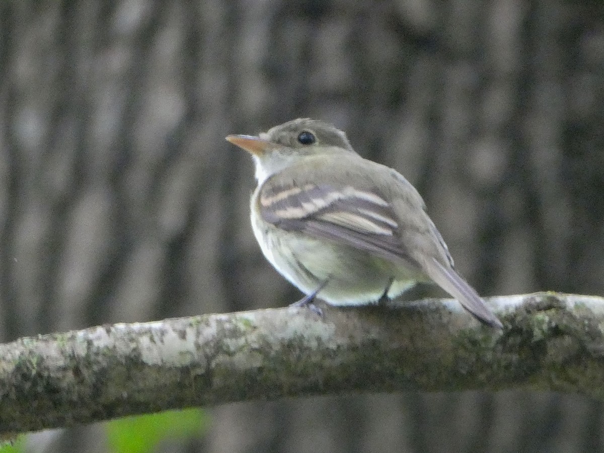 Acadian Flycatcher - ML621049749
