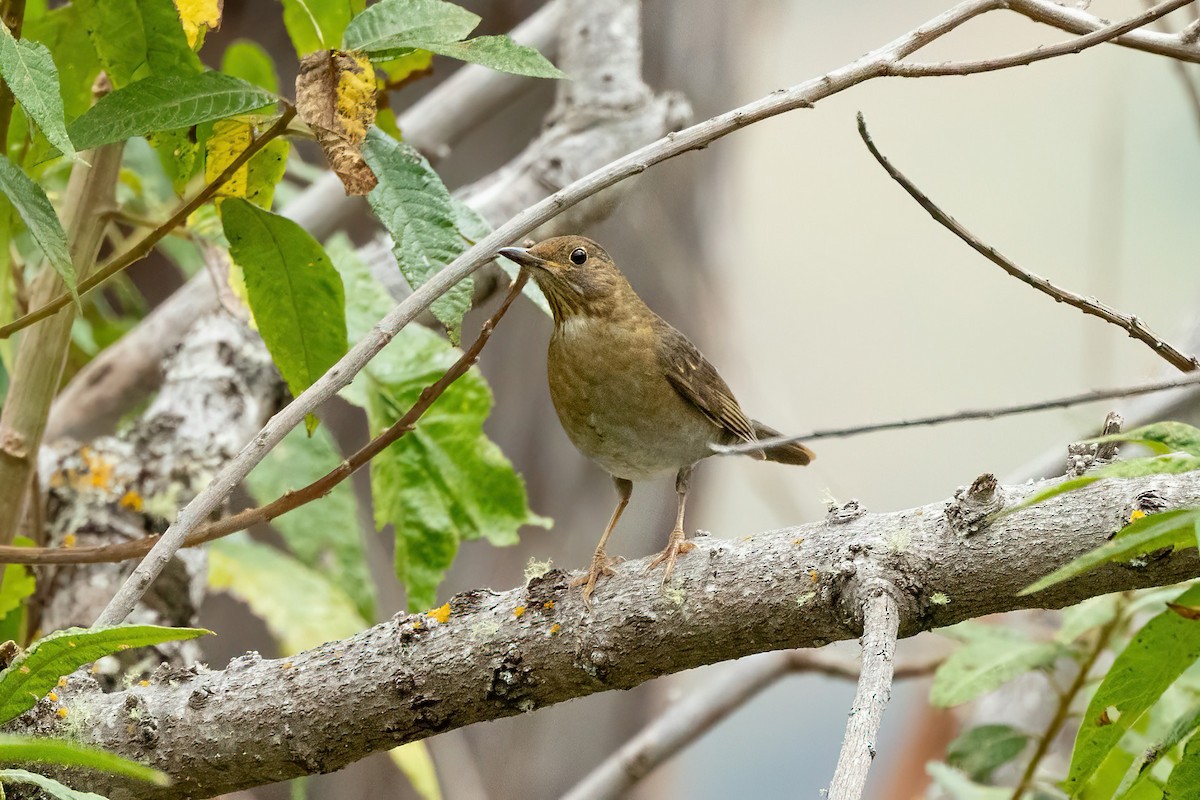 Andean Slaty Thrush - ML621049764