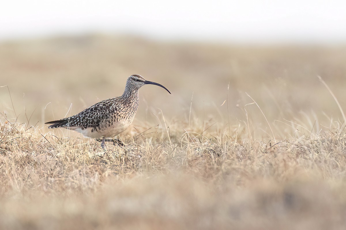Bristle-thighed Curlew - ML621049769