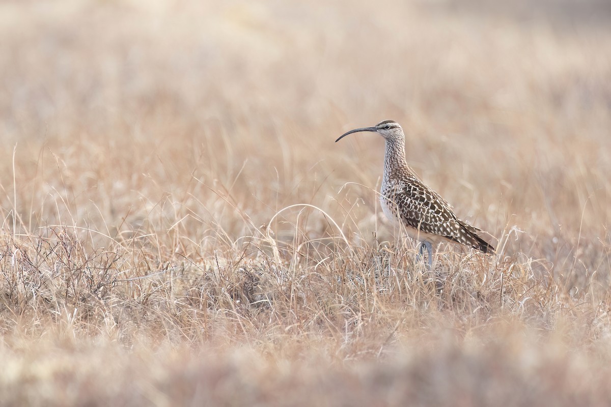 Bristle-thighed Curlew - ML621049770