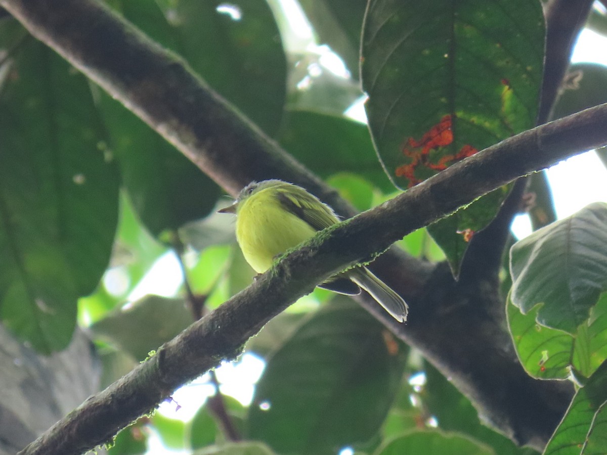 Antioquia Bristle-Tyrant - ML621049780