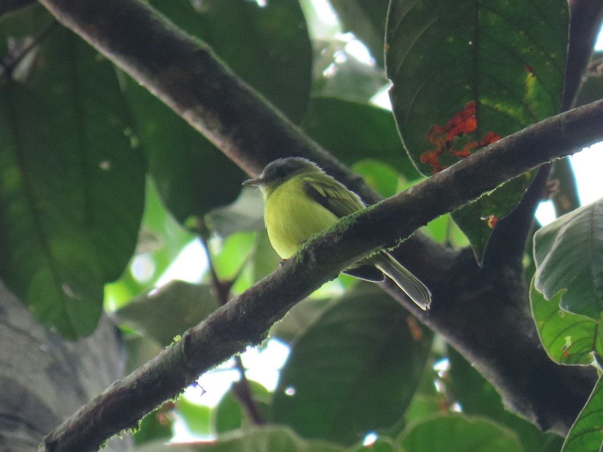 Antioquia Bristle-Tyrant - ML621049781