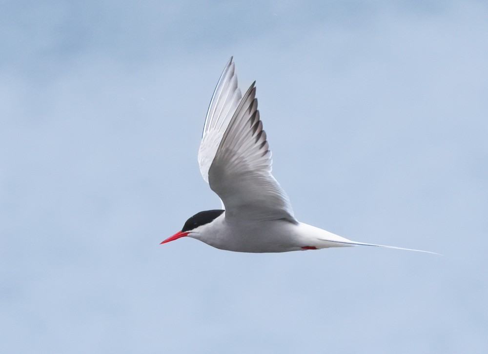 Arctic Tern - John Cassady