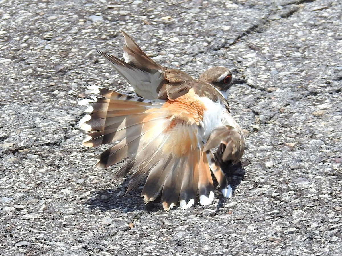 Killdeer - ML621049809