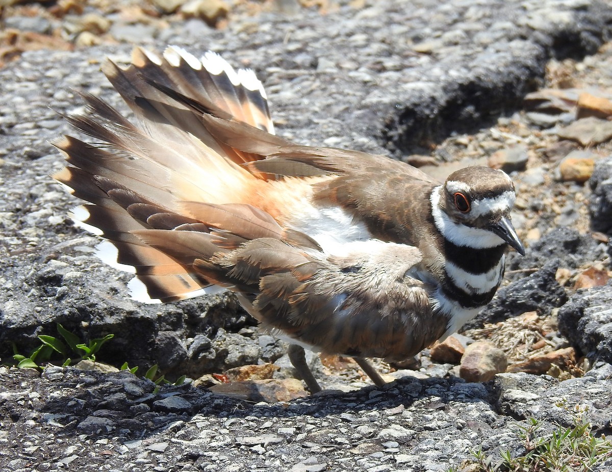 Killdeer - ML621049810