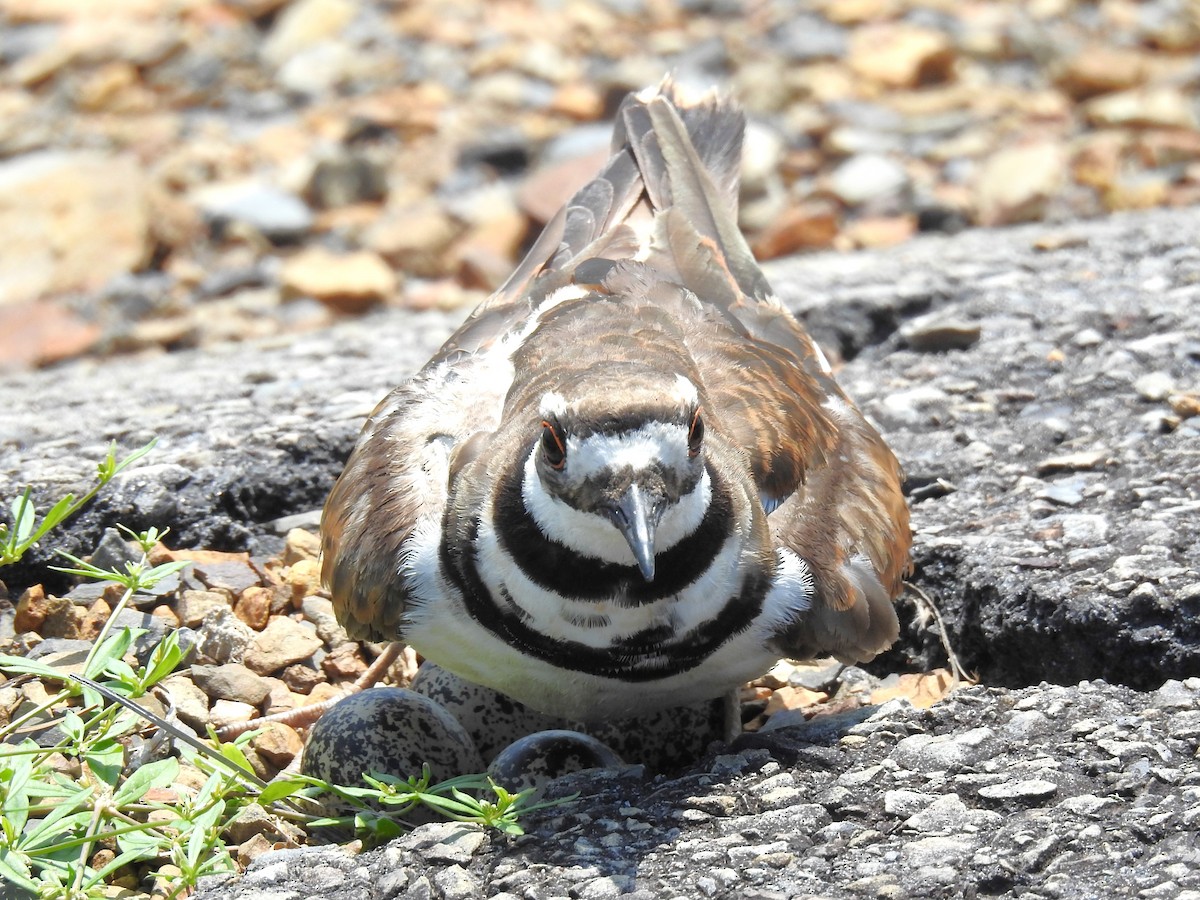 Killdeer - ML621049811